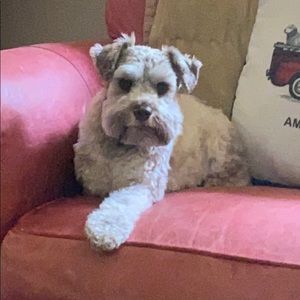 Meet your Posher, Sandy